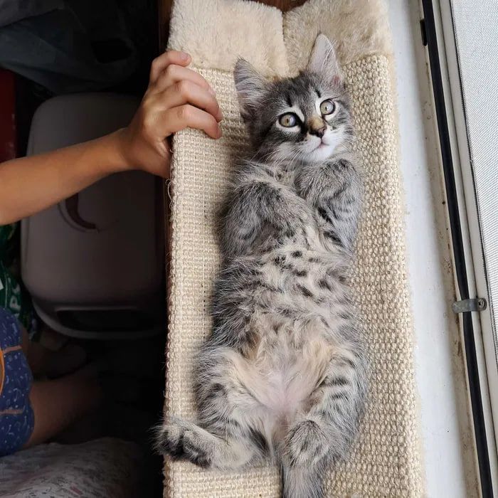 Сибирские котята ищут хозяина для счастливой совместной жизни )