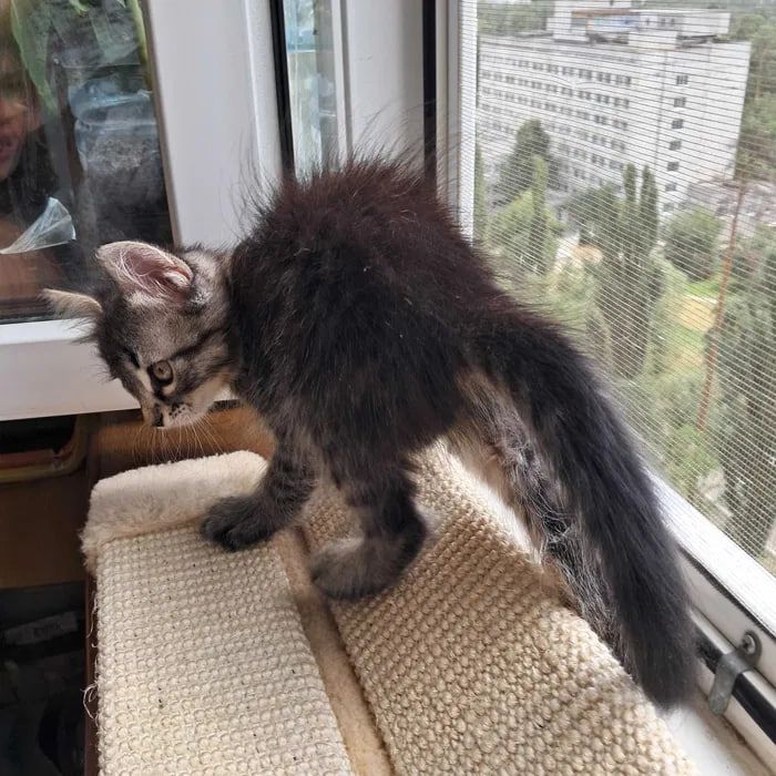 Сибирские котята ищут хозяина для счастливой совместной жизни )