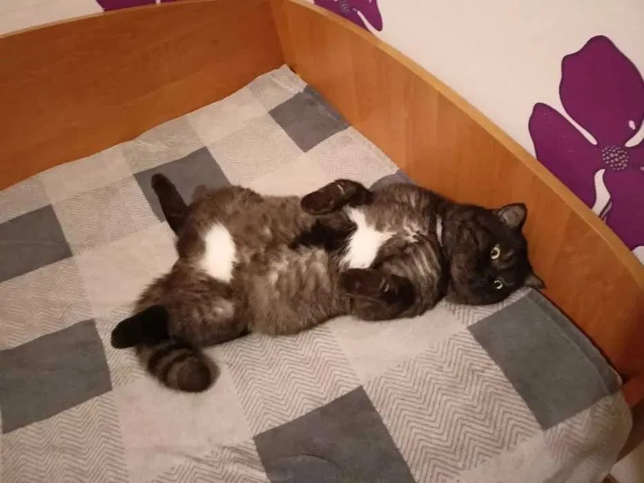 Черные красивые котята ищут семью (метисы шотландского прямоухого)