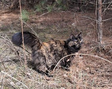 Сибирские котята ищут хозяина для счастливой совместной жизни )