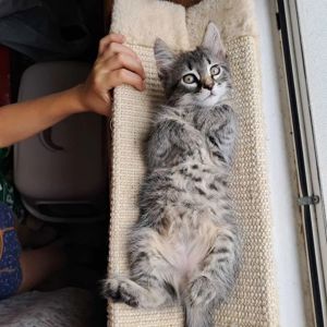 Сибирские котята ищут хозяина для счастливой совместной жизни )