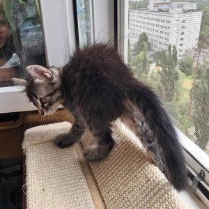 Сибирские котята ищут хозяина для счастливой совместной жизни )
