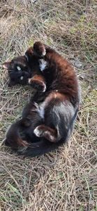 Черные красивые котята ищут семью (метисы шотландского прямоухого)