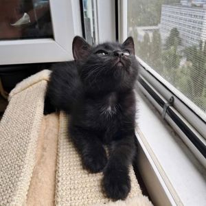 Черные красивые котята ищут семью (метисы шотландского прямоухого)