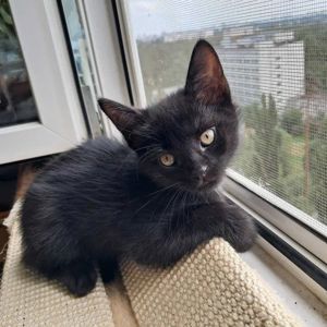 Черные красивые котята ищут семью (метисы шотландского прямоухого)