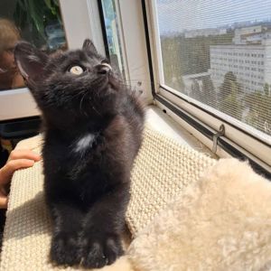 Черные красивые котята ищут семью (метисы шотландского прямоухого)