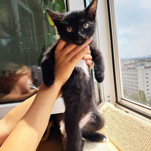 Черные красивые котята ищут семью (метисы шотландского прямоухого)