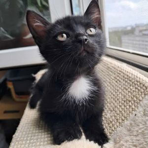 Черные красивые котята ищут семью (метисы шотландского прямоухого)