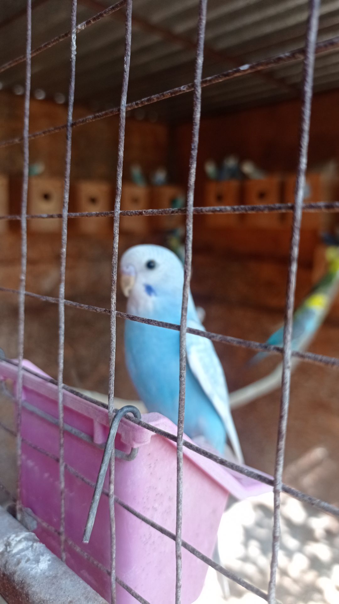Продам хвилястих папуг