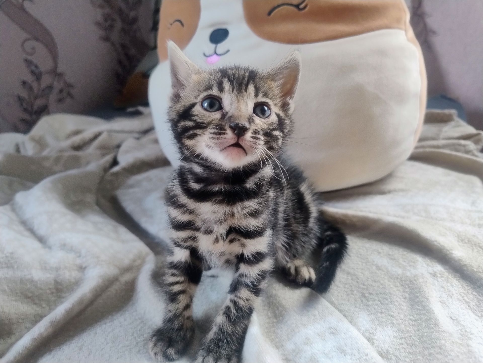 Бенгальський Котик