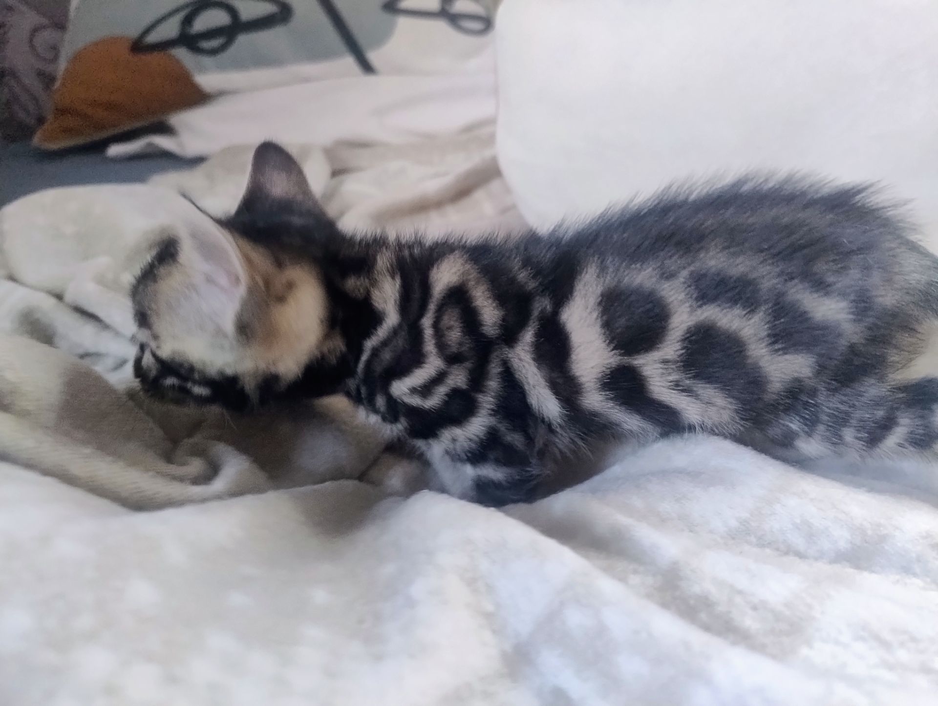 Бенгальський Котик