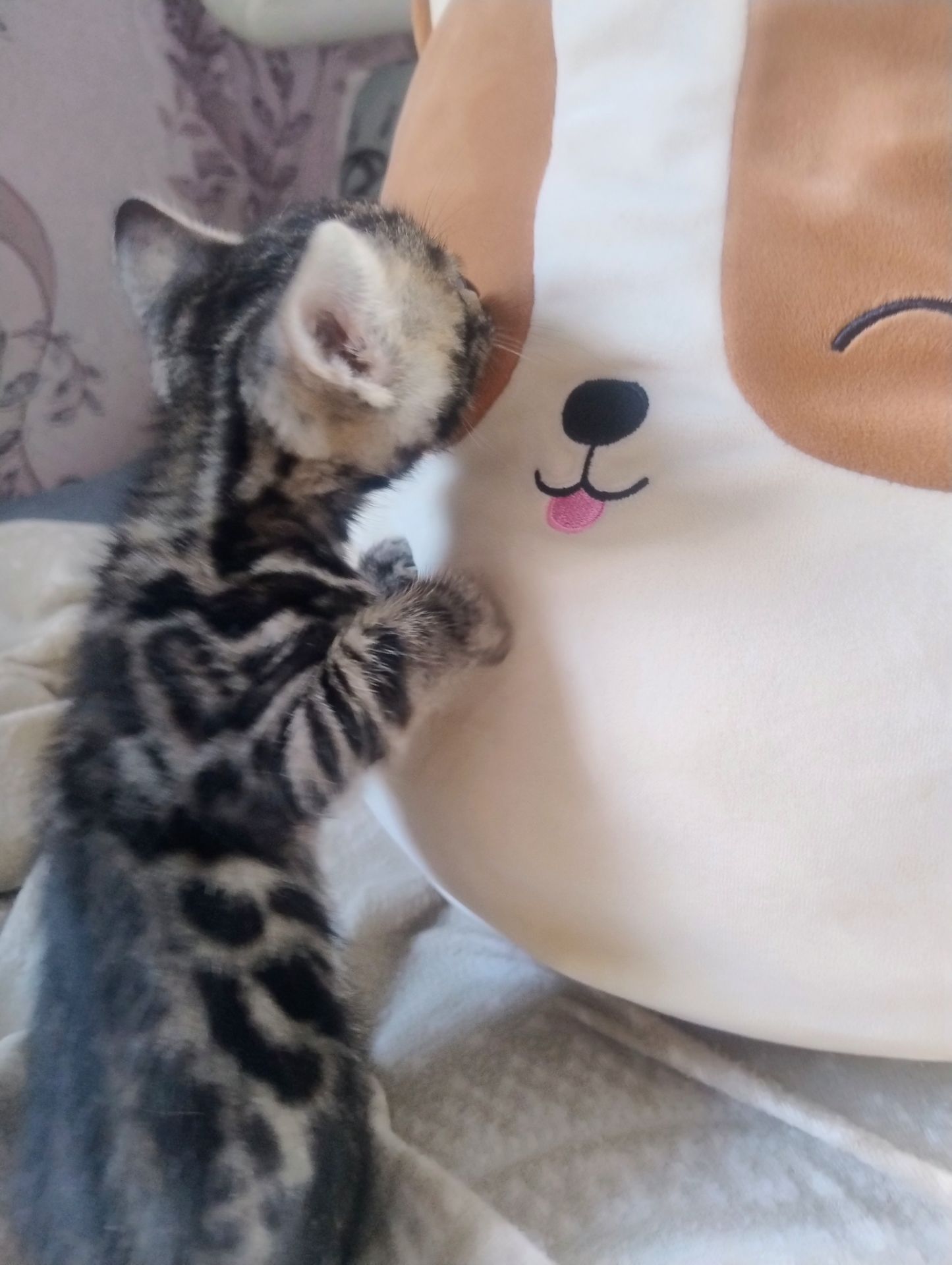 Бенгальський Котик