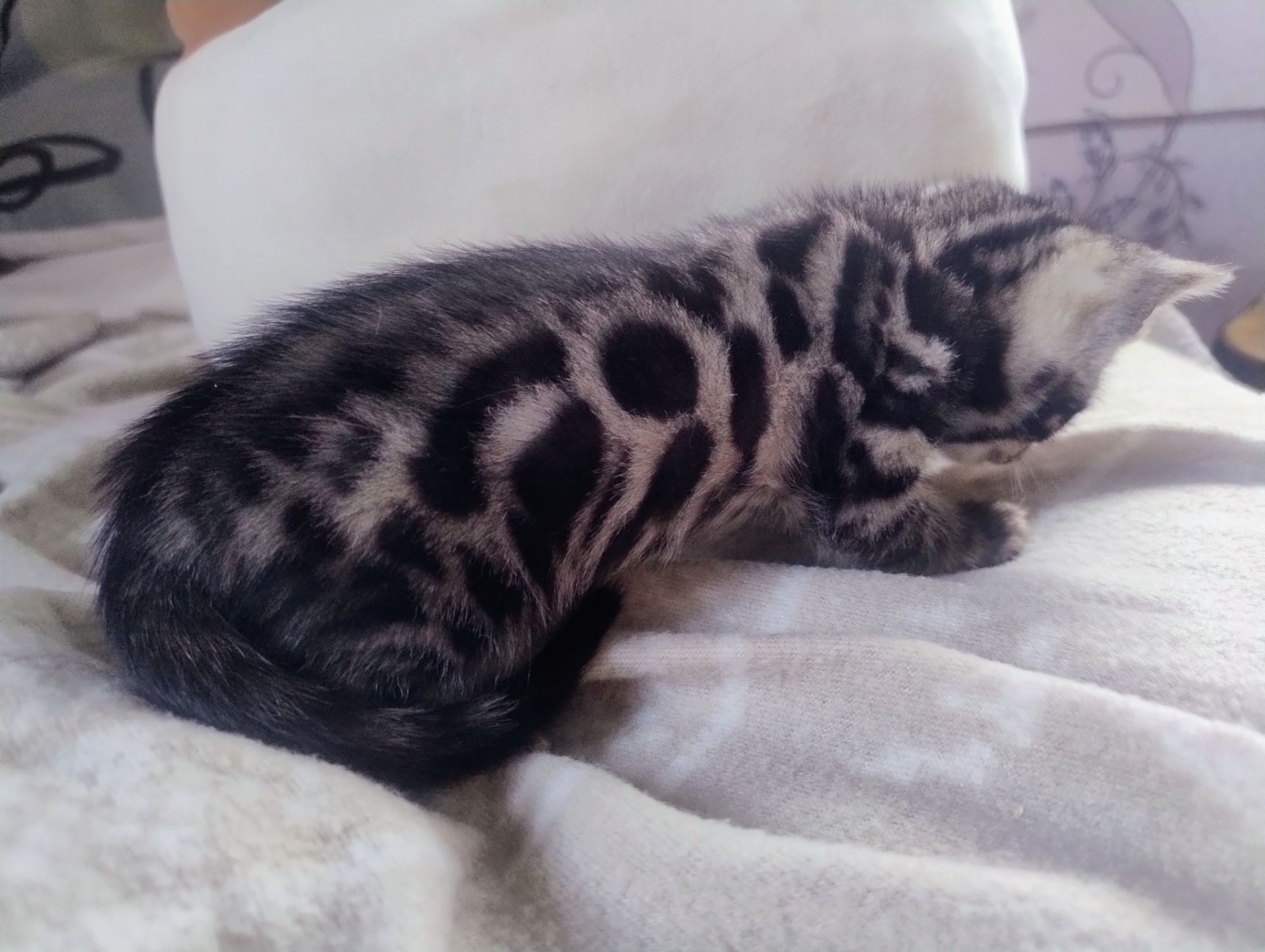 Бенгальський Котик