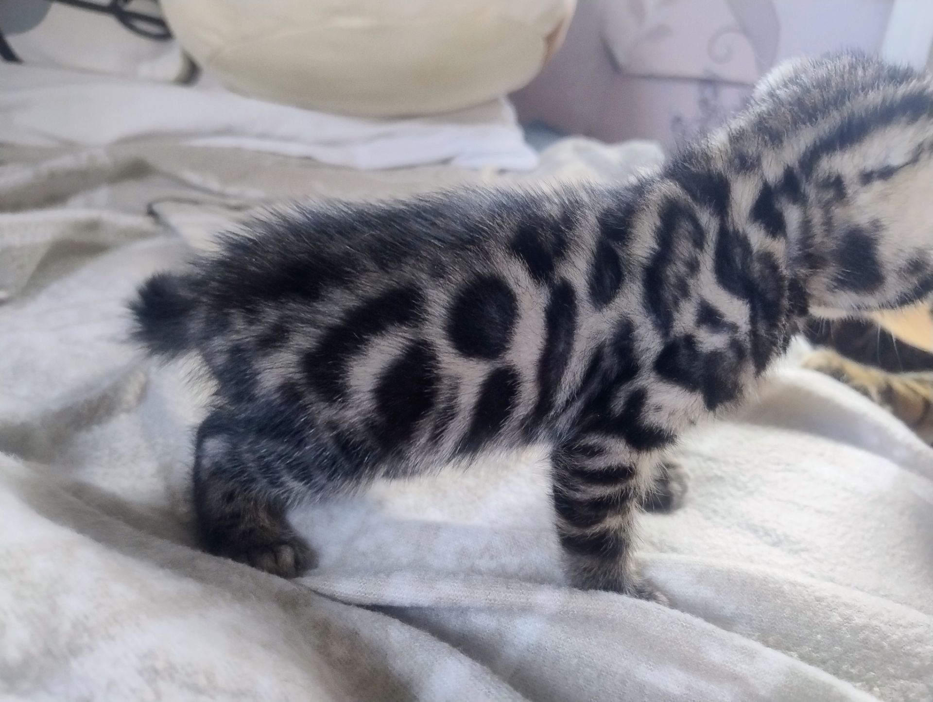 Бенгальський Котик