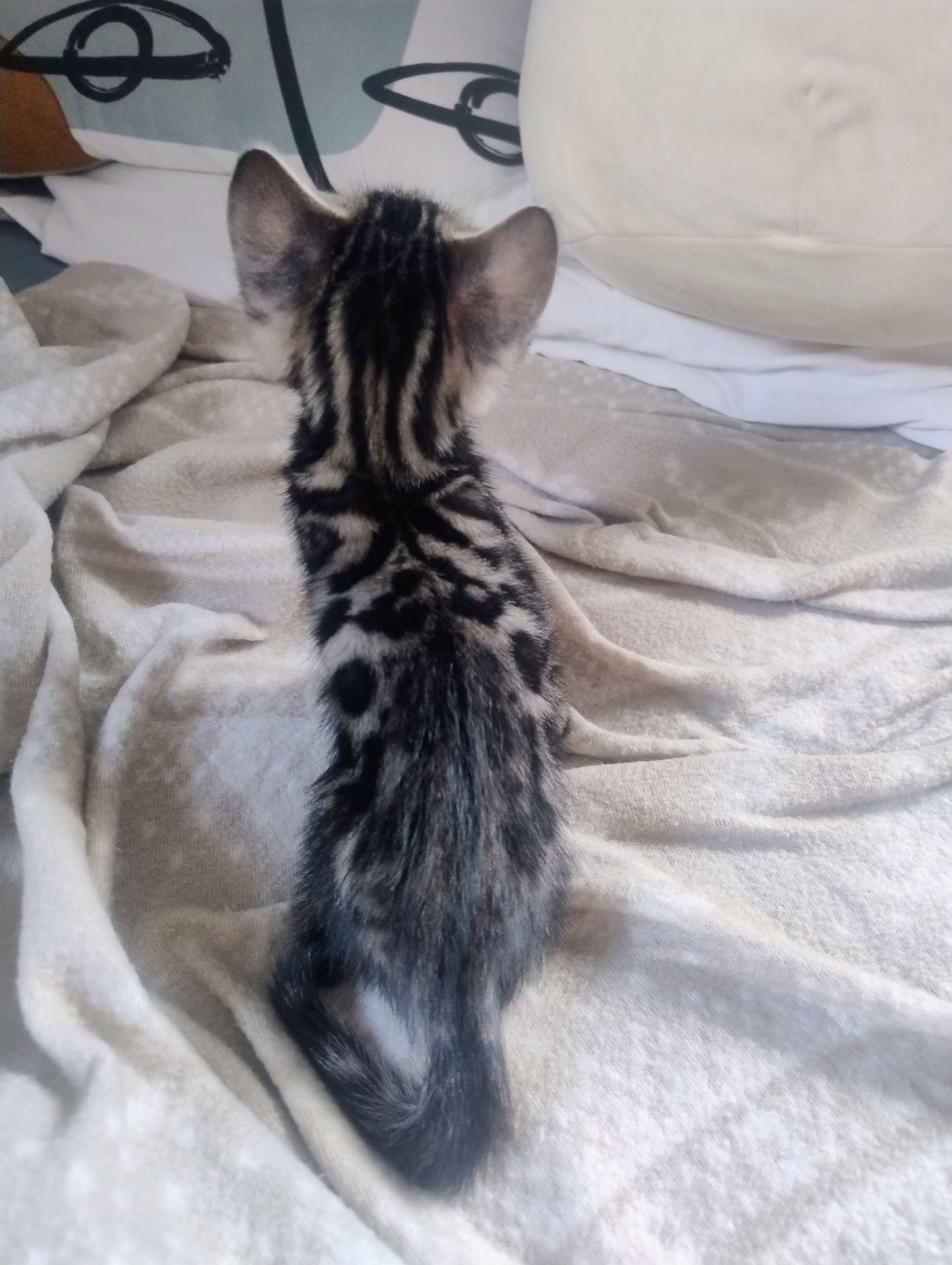 Бенгальський Котик