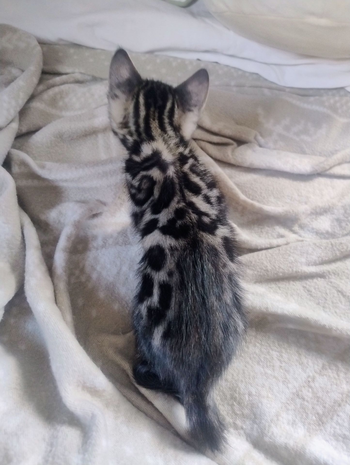 Бенгальський Котик