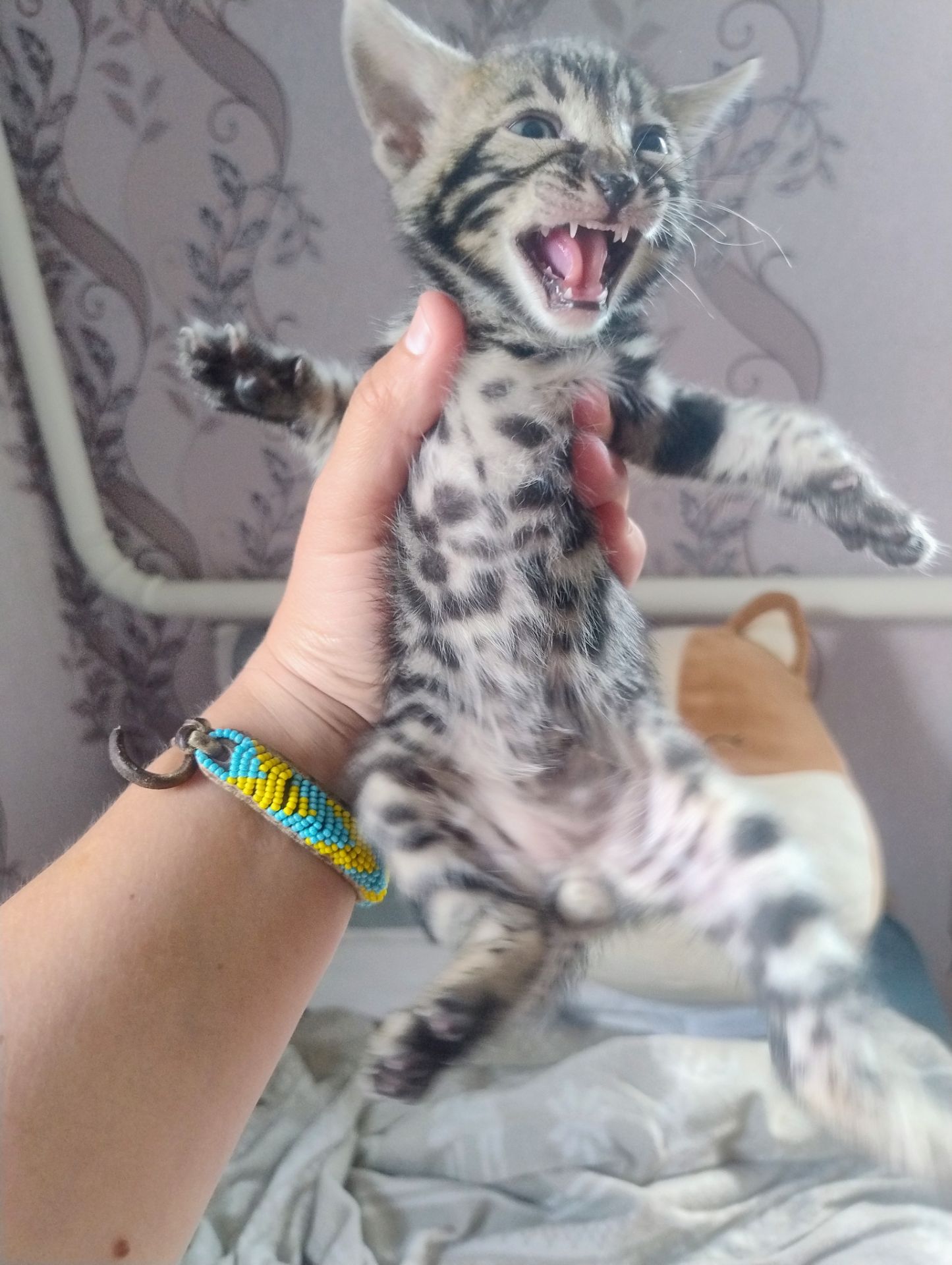 Бенгальський Котик
