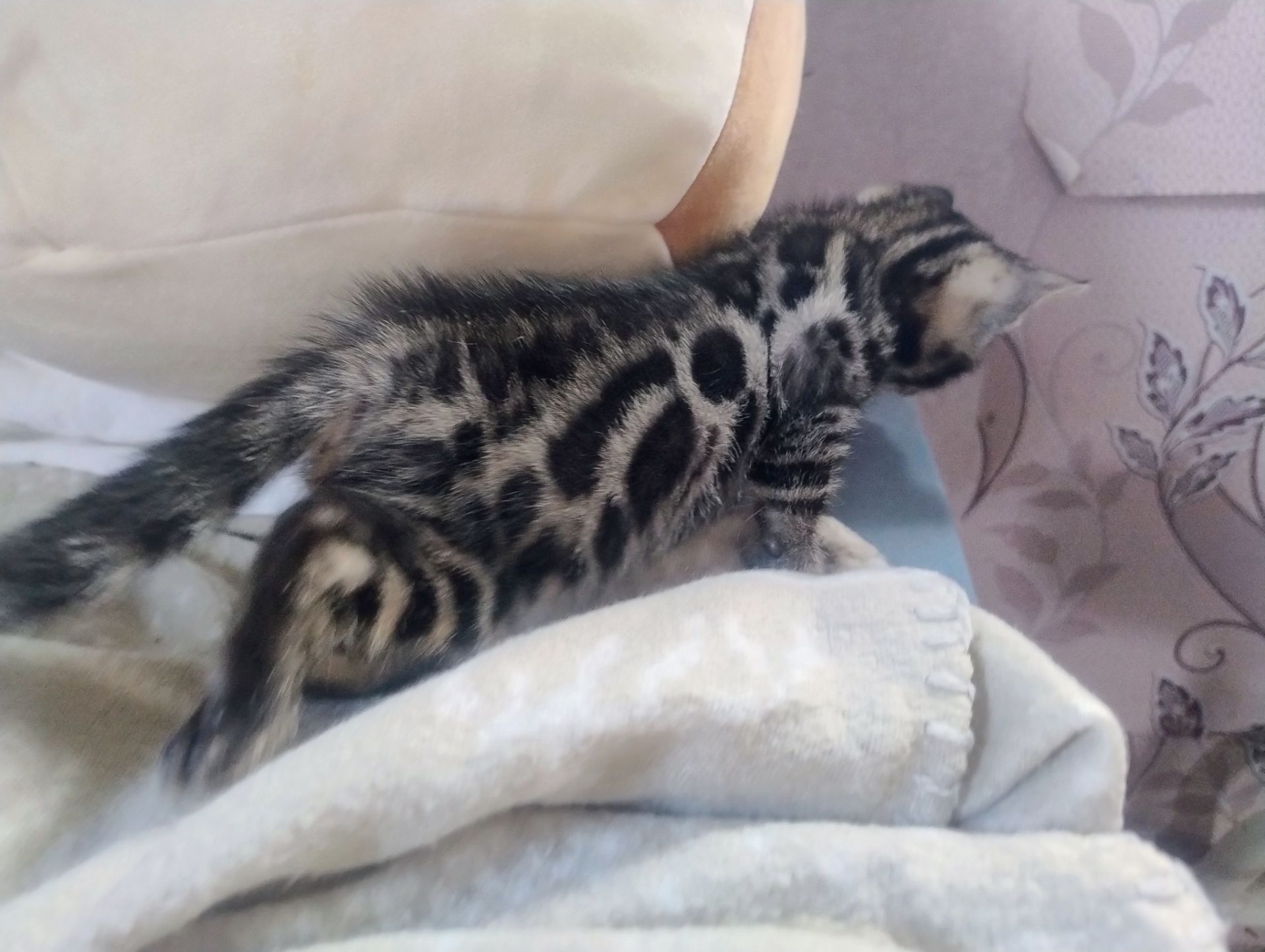 Бенгальський Котик