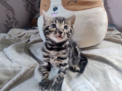 Бенгальський Котик