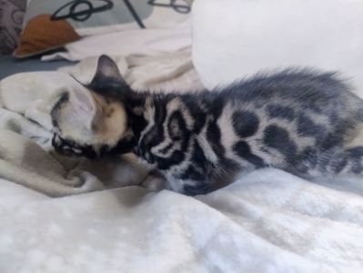 Бенгальський Котик