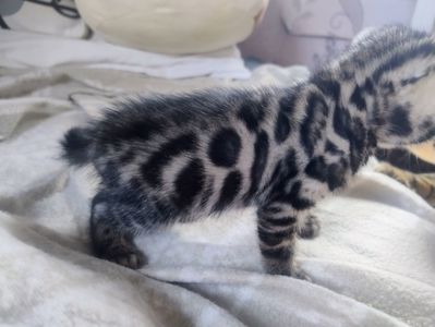 Бенгальський Котик