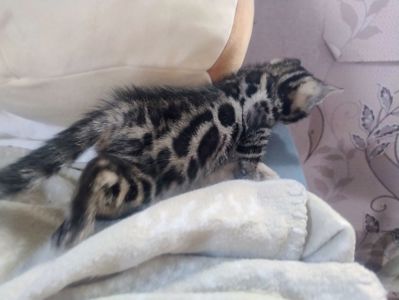 Бенгальський Котик