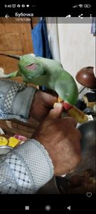 Большой Александрийский попугай. С клеткой