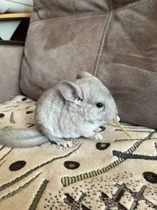 Шиншилли