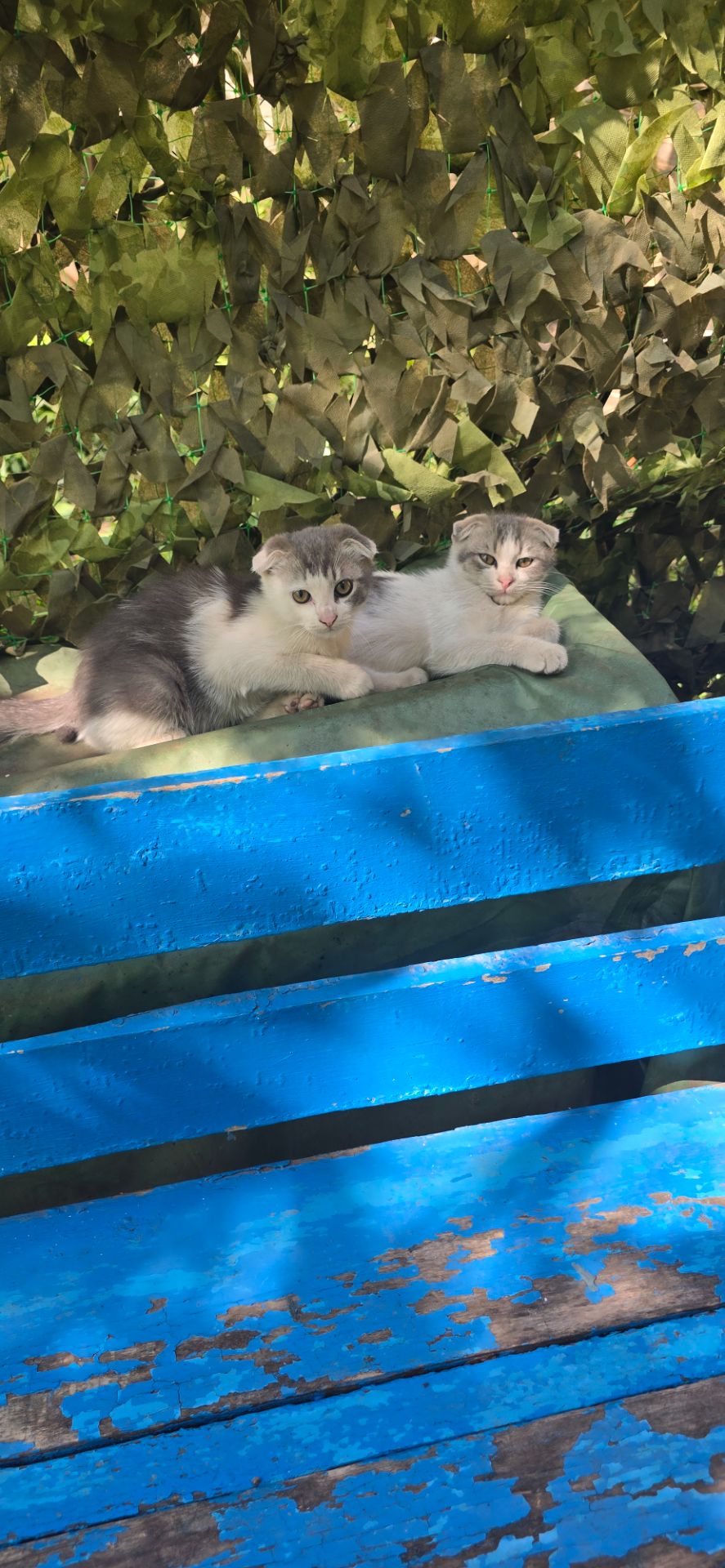 Кошенята