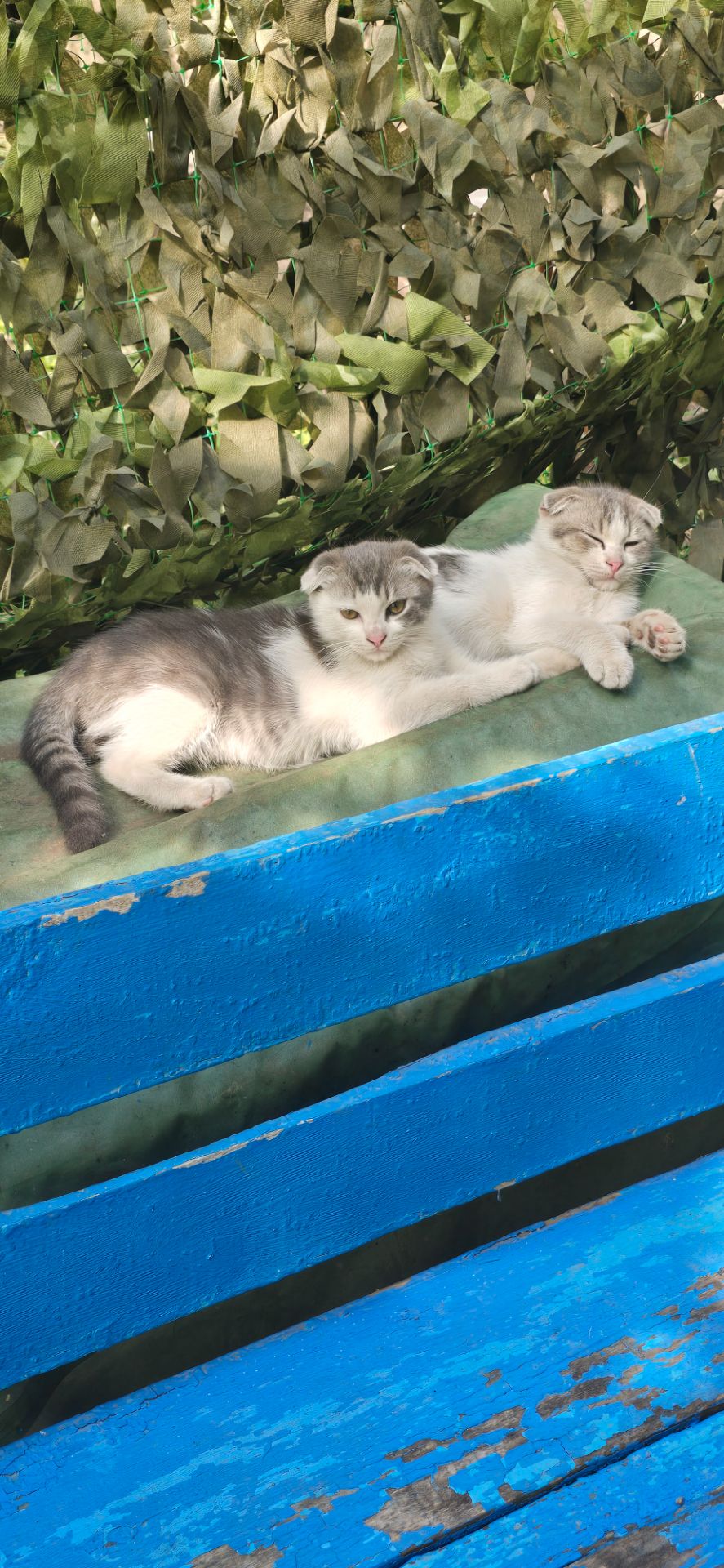 Кошенята