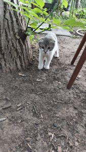 Кошенята