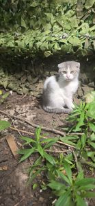 Кошенята