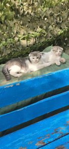 Кошенята