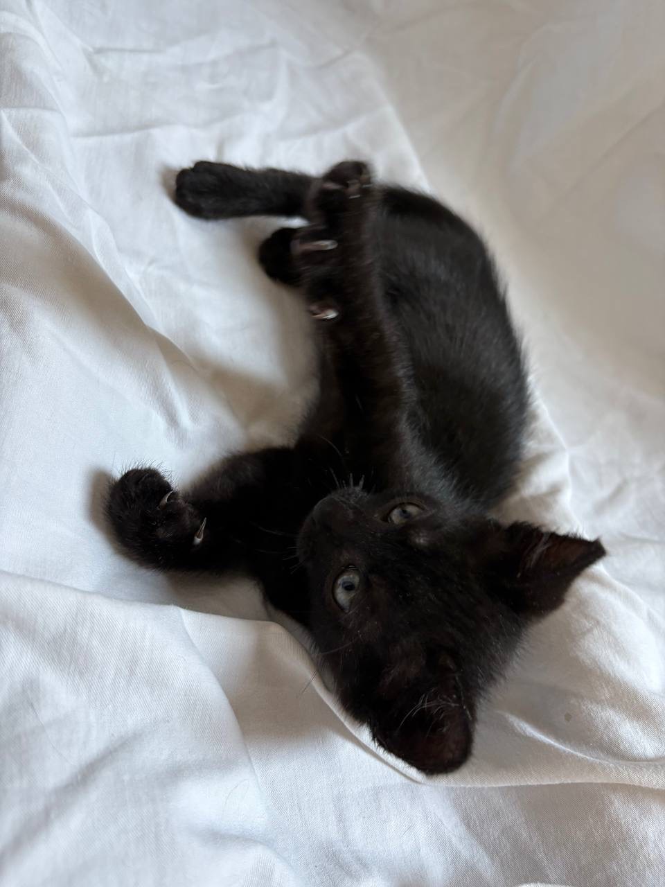 Кошеня (хлопчик)