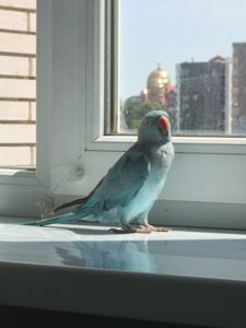 Ожереловий папуга крамера викормиш самець 4 міс