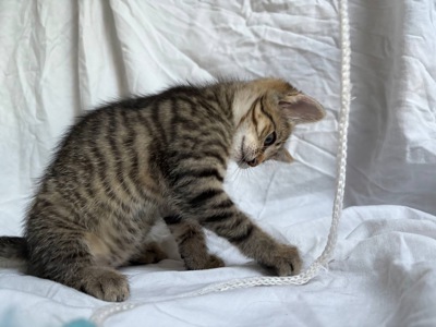 Тигрове кошеня