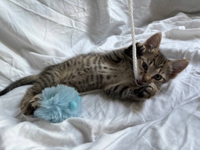 Тигрове кошеня