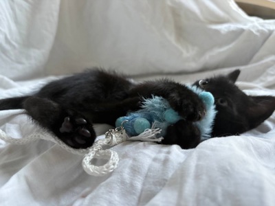 Кошеня (хлопчик)