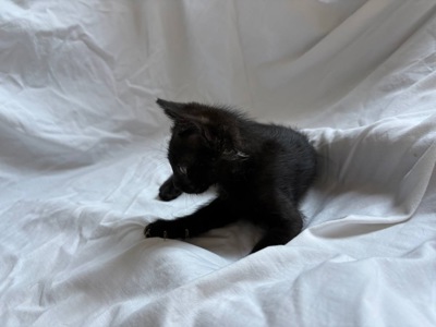 Кошеня (хлопчик)