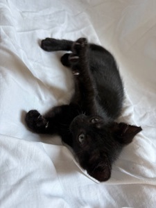 Кошеня (хлопчик)