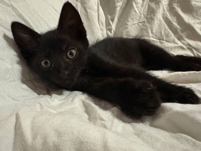 Кошеня (хлопчик)