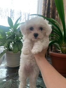 Мальтезе