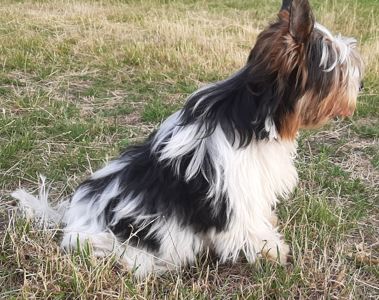 Бівер дівчинка Шоу класу, Zlata Golden