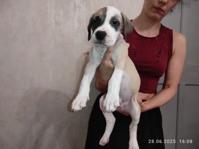 Щенки американского питбультерьера