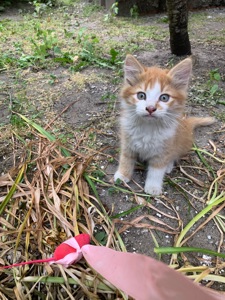 Кошенята шукають дім