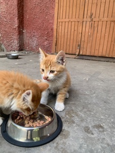 Кошенята шукають дім