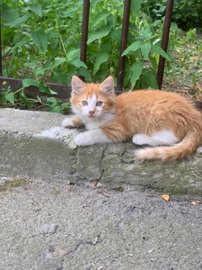 Кошенята шукають дім