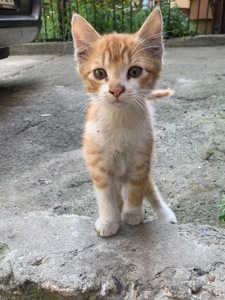 Кошенята шукають дім