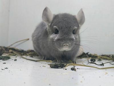Фіоєбоні самець шиншила