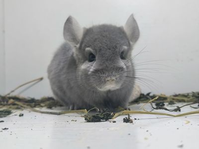 Фіоєбоні самець шиншила